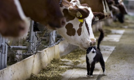 Dairy cows nuzzle a barn cat as they wait to be milked at a farm in Granby, Quebec, Canada.
