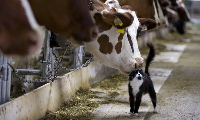 How Much Does A Dairy Farm Owner Make A Year In Canada Armando Friend how-much-does-a-dairy-farm-owner-make-a-year-in-canada-armando-friend