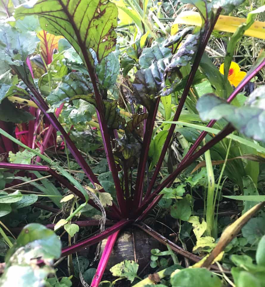 Shiraz Tall Top beetroot.