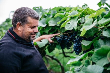 Ben Taylor-Davies checks grapes