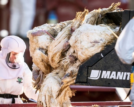 Thousands of turkeys are culled at a turkey farm near Ruds Vedby in Zealand, Denmark, in January 2022.