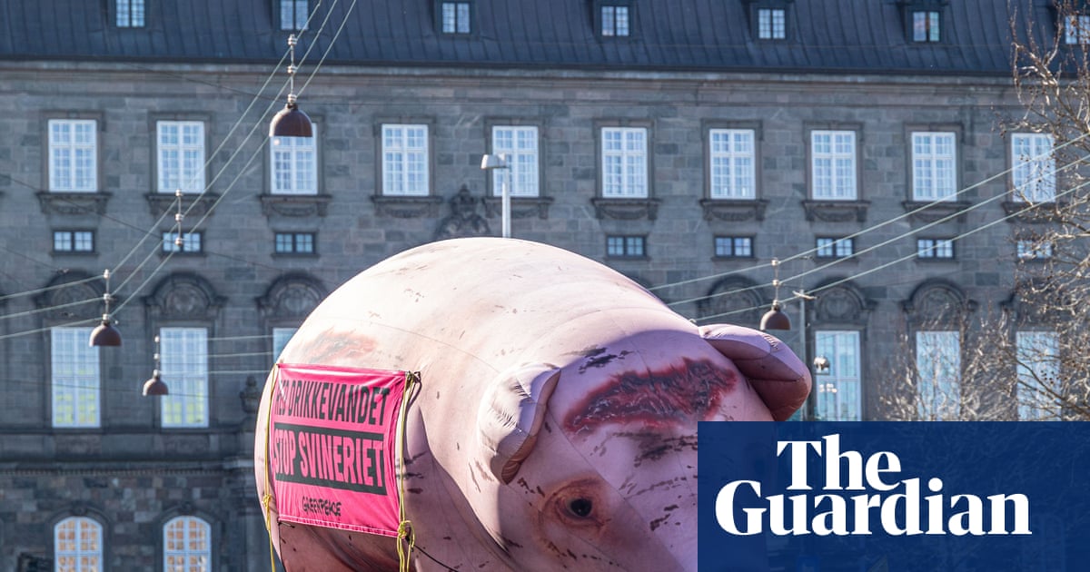 How campaigners beat industrial farming in Denmark’s ‘pig election’