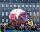 How campaigners beat industrial farming in Denmark’s ‘pig election’