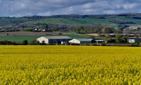 Yellow oilseed rape flowers on a bright and sunny Easter Monday morning in South Stoke, Oxfordshire, this month