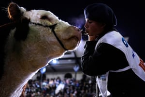 Joaquín Romero blows air into the face of a cow