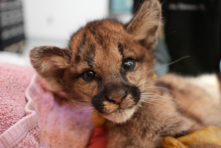One of the cubs is being examined.