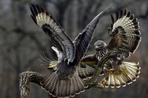 Dois urubus comuns (Buteo buteo) brigam pelo direito de empoleirar-se perto de Csobanka, no norte da Hungria
