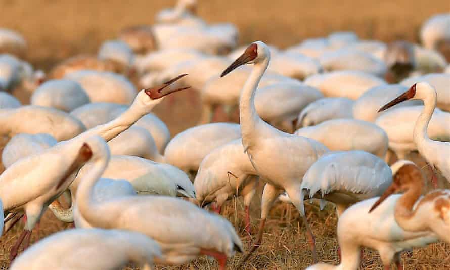 Migrating cranes in a rice paddy in Jiangxi province in China. The Chinese ministry of ecology and environment has announced a third delay to the UN's Cop15 biodiversity summit in Kunming.