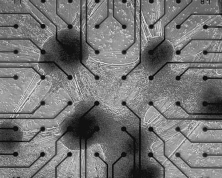 Close-up of 200,000 neurons on a glass slide the size of a 50p piece.