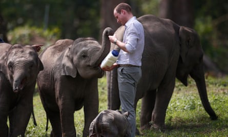 Prince William feeding a baby elephant at the Centre for Wildlife Rehabilitation and Conservation at Panbari Reserve Forest in Assam, India, in April 2016
