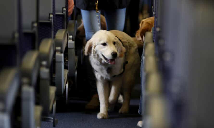 A service dog strolls through the aisle on a United Airlines plane.