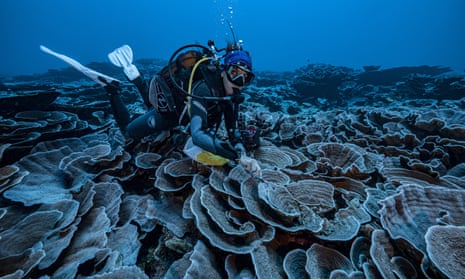 Scientist exploring the coral found off Tahiti