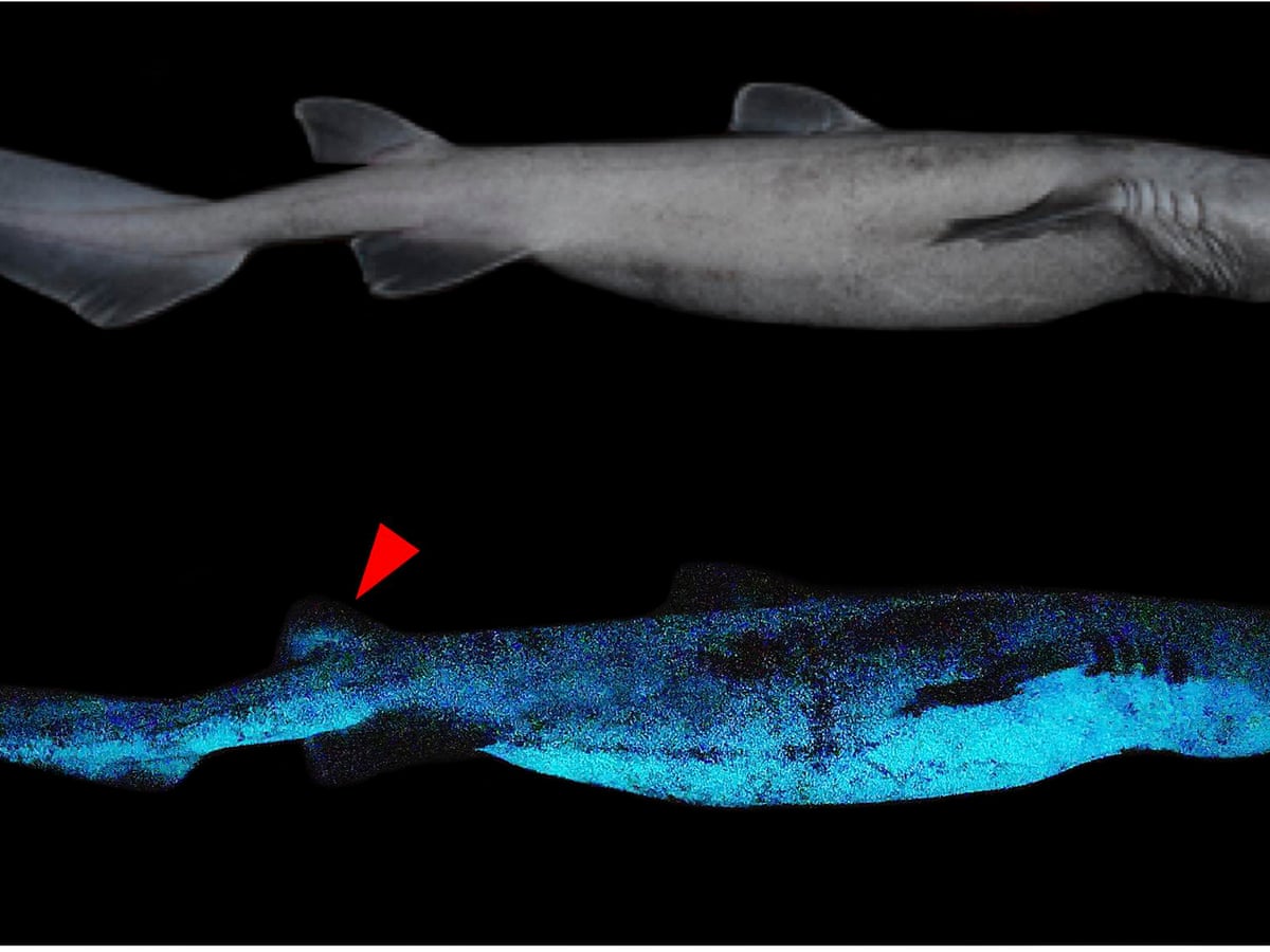 Newly Discovered Bioluminescent Shark Sheds Light on the Ocean’s Hidden Ecosystems Newly Discovered Bioluminescent Shark Sheds Light on the Ocean’s Hidden Ecosystems