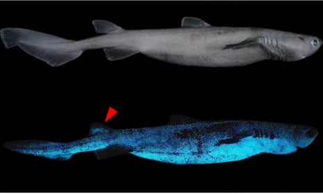 Bioluminescence of the kitefin shark