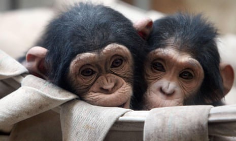 Two chimpanzees hug each other to keep warm in a box