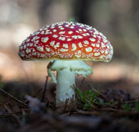 Fun guys talking about fungi … The Fascinating Map of Fungi.