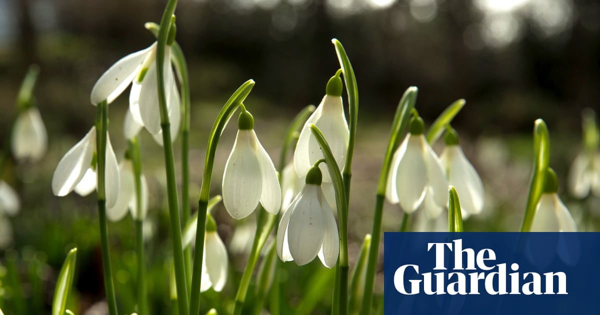 Single snowdrop bulb sells for £1,850 at auction