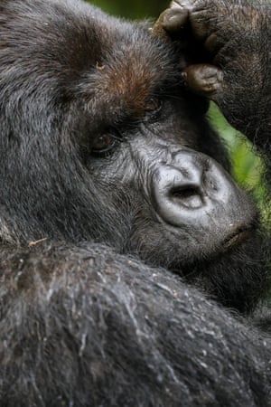 A silverback gorilla in Volcanoes national park, Rwanda