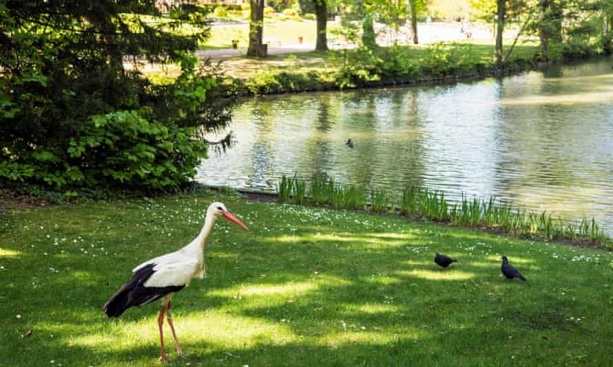 White stork in Parc de l’ Orangerie.