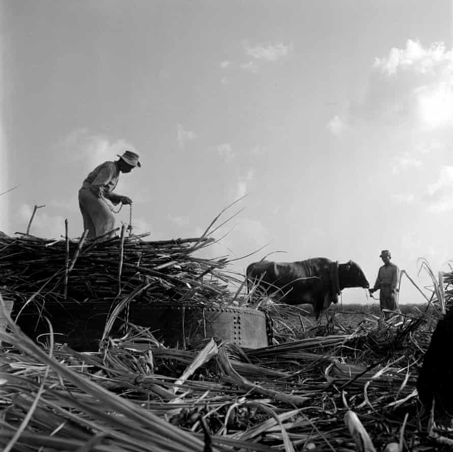 Sugar cane workers in British Guiana, 1958.