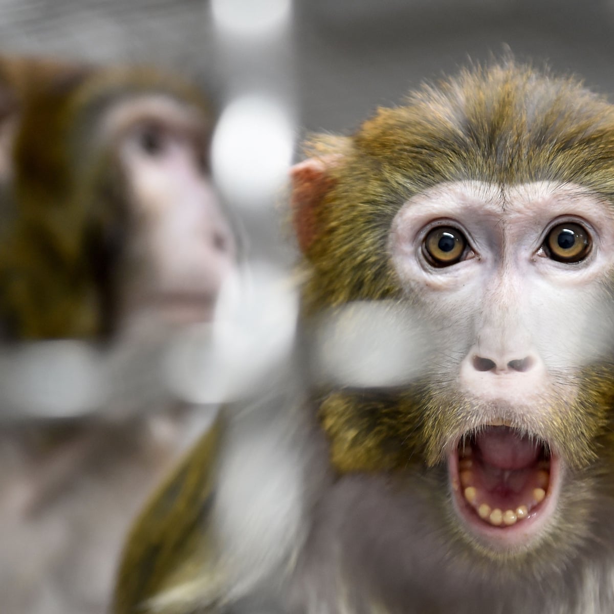 Revealed: all 27 monkeys held at Nasa research center killed on single day  in 2019 | Animals | The Guardian