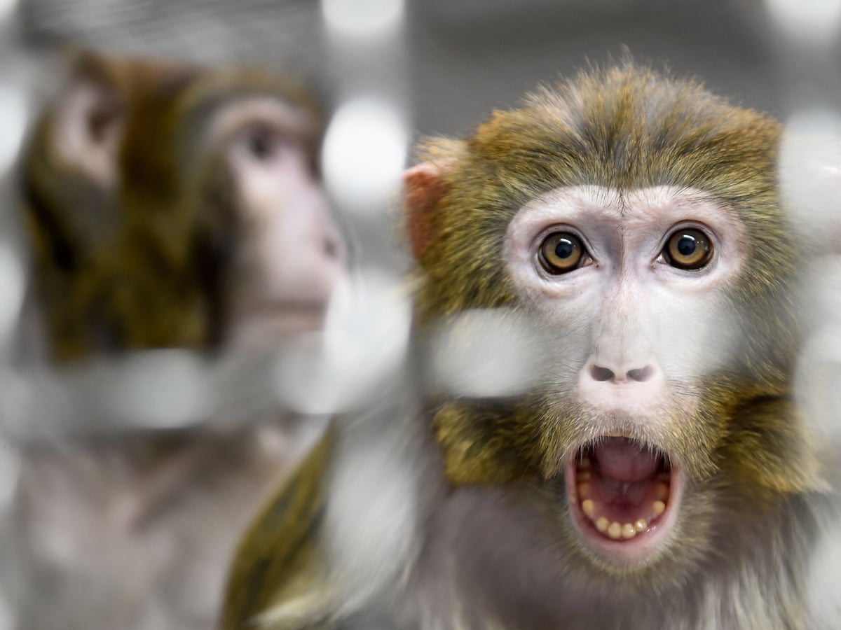 Revealed All 27 Monkeys Held At Nasa Research Center Killed On Single Day In 19 Animals The Guardian Revealed All 27 Monkeys Held At Nasa Research Center Killed On Single Day In 19 Animals The Guardian