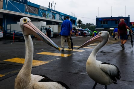 Two innocent pelicans