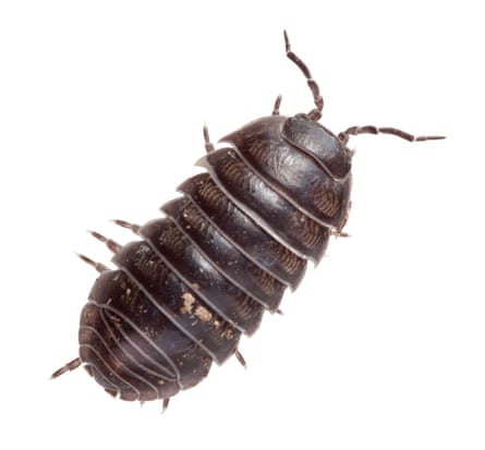 A common pill woodlouse
