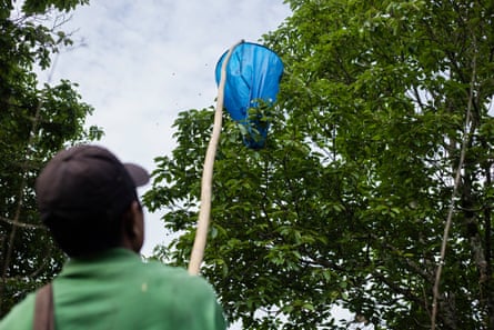 A person holding up a net to high branches