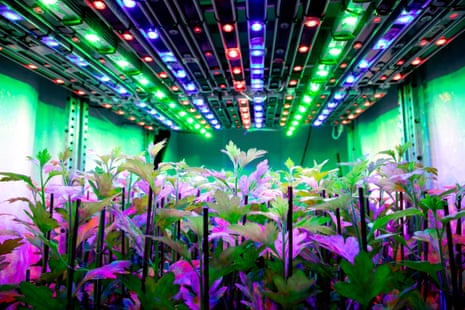 Coloured lights over plants at Wageningen University