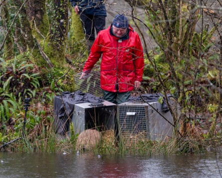 A man in a red anorak stands over two beavers emerging from crates beside a lake