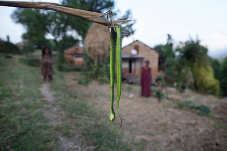 A green snake killed by a villager is held up for inspection in Achham district, western Nepal.