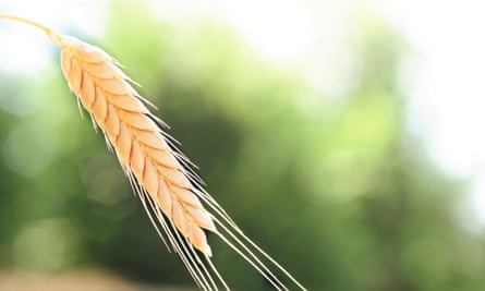 Heritage grain … emmer wheat.