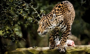 A jaguar at Artis Zoo in Amsterdam