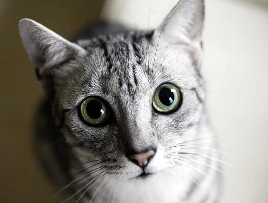 The Egyptian Mau cat, one of the many modern breeds around today.