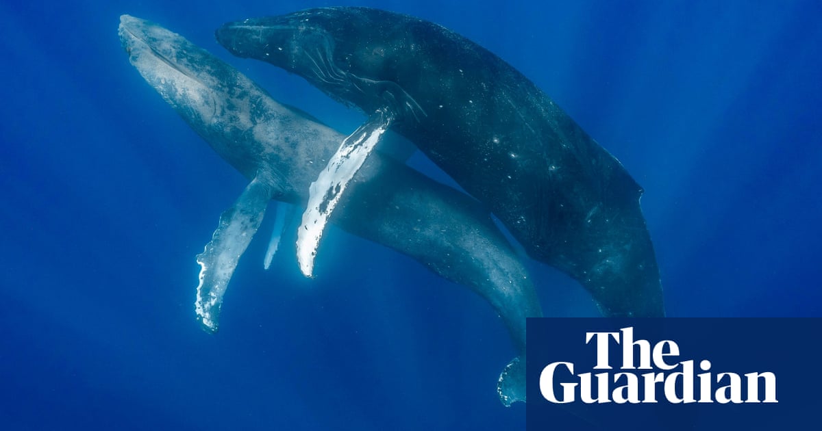 Gay, lesbian and intersex whales: our queer sea has much to teach us | Sexuality