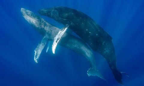 a male humpback whale penetrating another male