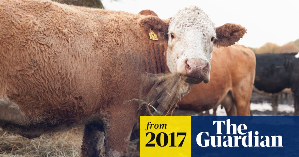 Brexit Likely To Create A Rise In Uk Megafarms Environment -