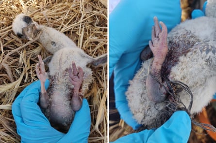 A researcher with blue glove holds a white stork chick with an injury caused by tangled plastic twine in southern Portugal.