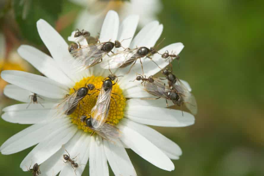 Black garden ants assisting male and female winged forms to take off on nuptial flight