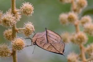 Folha de carvalho laranja, uma borboleta ninfalídeo, em uma planta no zoológico de Taipei, Taiwan