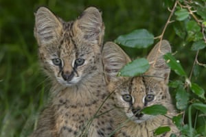Os gatinhos Serval se agacham na vegetação no Quênia. Os Serval são gatos pequenos com orelhas longas e características, eles são normalmente difíceis de serem vistos, pois patrulham as planícies em busca de ratos, pequenos répteis e pássaros para saltar e atacar.