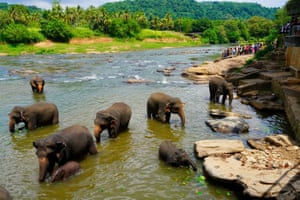 Elefantes se banham em um rio no Orfanato de Elefantes de Pinnawala, no Sri Lanka