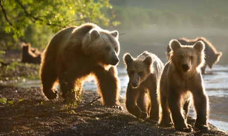A mother bear and her cubs by the shore of Lake Kurile, Kamchatka, Russia.