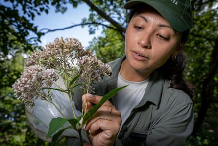 A woman wearing a cap and carrying a net examines a plant with a bee on it.