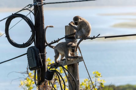Two monkeys sitting on a telegraph pole near a beach.