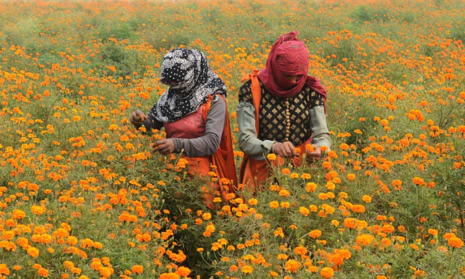 Indian labourers harvest marigold flowers