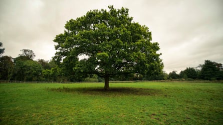 A tree in a green field