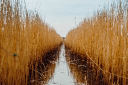 Reedbeds at Cors Ddyga RSPB reserve, Ynys Môn