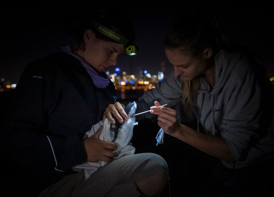 Researcher Ida Lundback, right, with the assistance of volunteer Naomi Wells, left, takes a faecal sample from a captured little blue penguin (Eudyptula minor) before returning it back to its burrow.